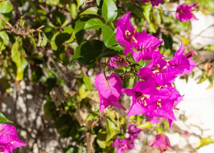 Satywizus #22- Duplex Panoramic Sea View 2bdr, Ac, Swimpool, Parking, Petanque